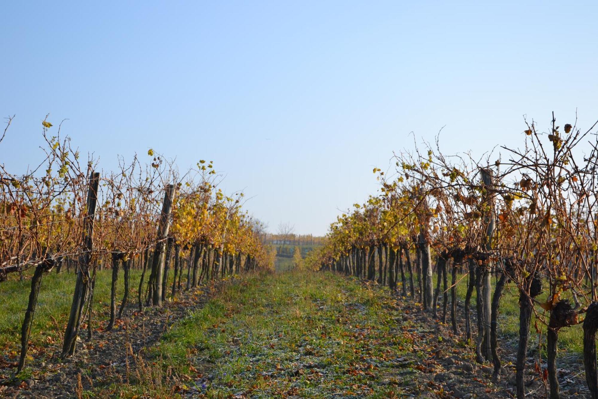 Wein + Bett Wiedeck Stetten エクステリア 写真